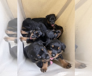 Main photo of Rottweiler Dog Breeder near TAMPA, FL, USA
