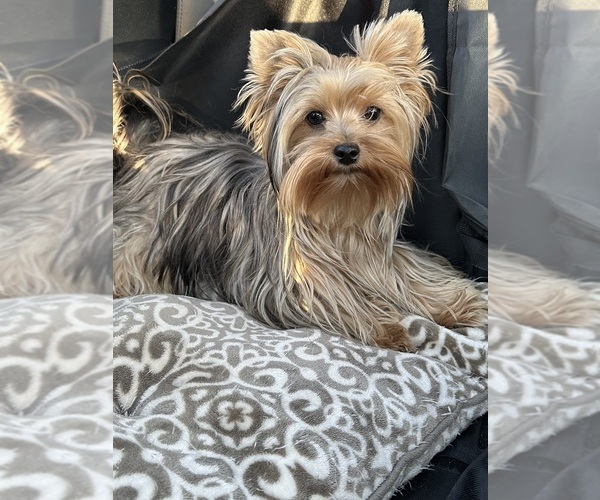 Medium Photo #1  Breeder Profile in LOWELL, MA, USA