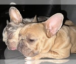 Small #2 Breeder Profile image