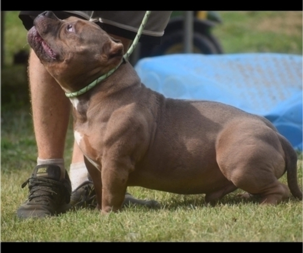 Medium Photo #9  Breeder Profile in HARMON, IL, USA