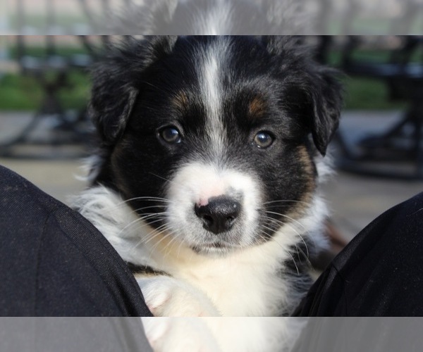 Medium Photo #1  Breeder Profile in DYKE, VA, USA