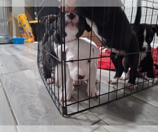 Medium Photo #5  Breeder Profile in BAKERSFIELD, CA, USA