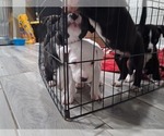 Small #4 Breeder Profile image