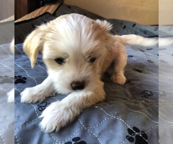 Medium Photo #7  Breeder Profile in EUGENE, OR, USA