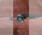 Small #275 Breeder Profile image
