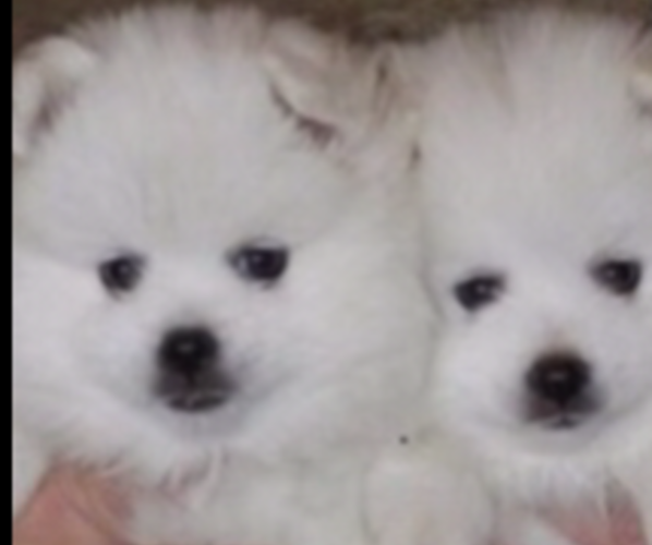 Medium Photo #1  Breeder Profile in WASHINGTON, UT, USA