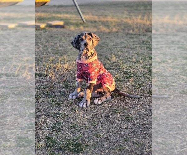 Medium Photo #17  Breeder Profile in HALLETTSVILLE, TX, USA