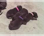 Small #15 Breeder Profile image