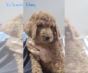 Goldendoodle Dog Breeder near NORTH LAS VEGAS, NV, USA