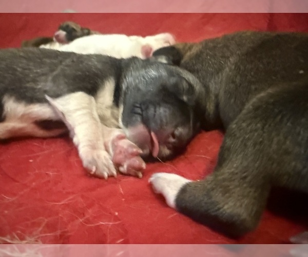 Medium Photo #43  Breeder Profile in LULING, TX, USA