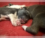 Small #42 Breeder Profile image