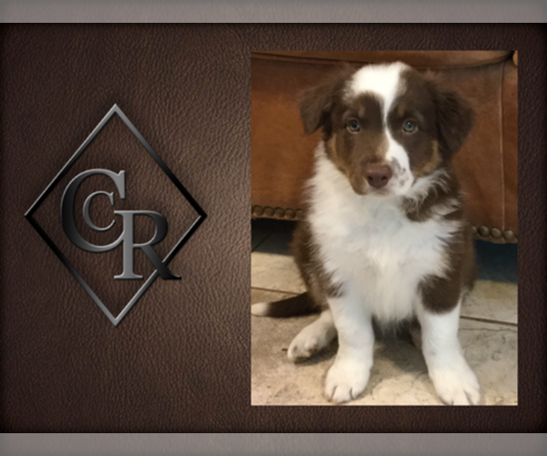 Medium Photo #1  Breeder Profile in WILLS POINT, TX, USA
