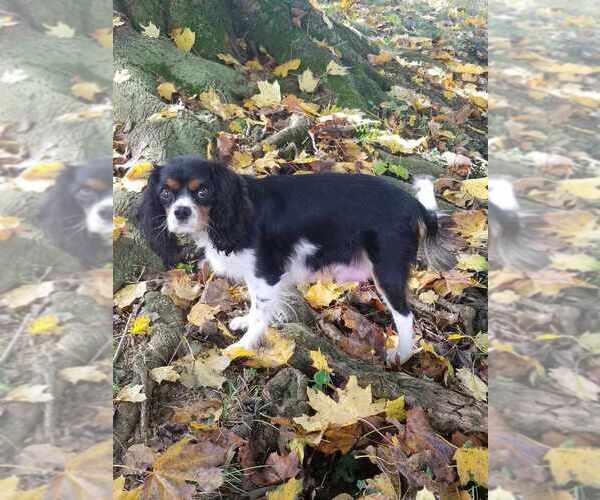 Medium Photo #1  Breeder Profile in BENTON, IL, USA