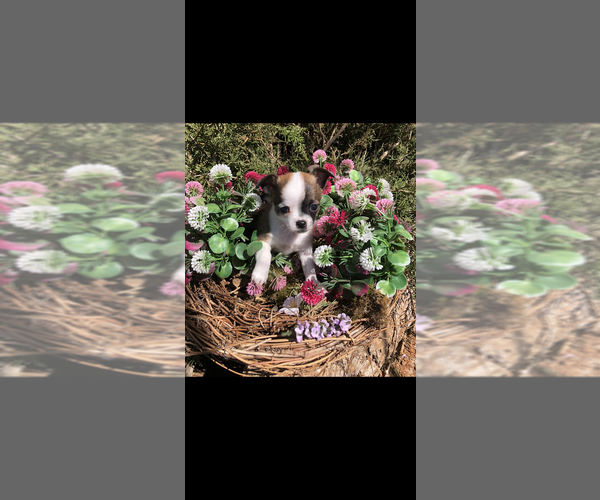 Medium Photo #10  Breeder Profile in SHERMAN, TX, USA