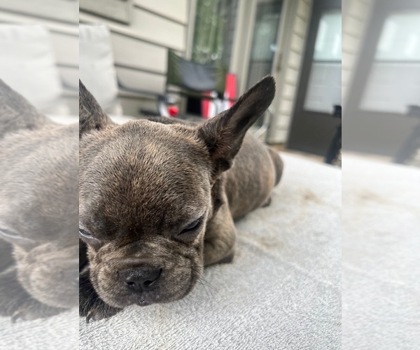 Medium Photo #15  Breeder Profile in FORT WAYNE, IN, USA