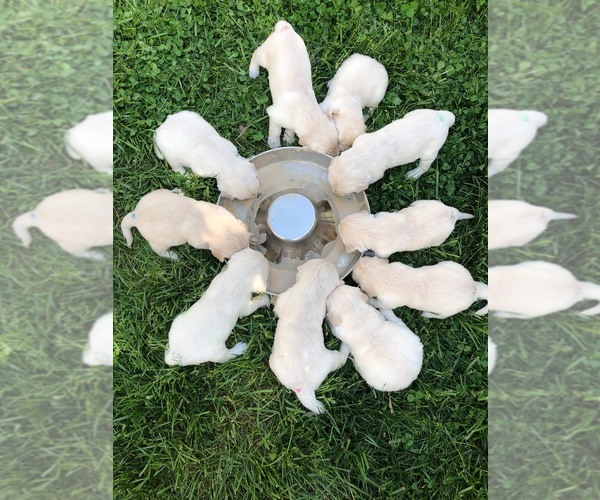 Medium Photo #4  Breeder Profile in MILLERSVILLE, MD, USA