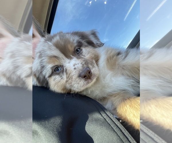 Medium Photo #23  Breeder Profile in MUNFORDVILLE, KY, USA