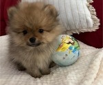 Small #34 Breeder Profile image