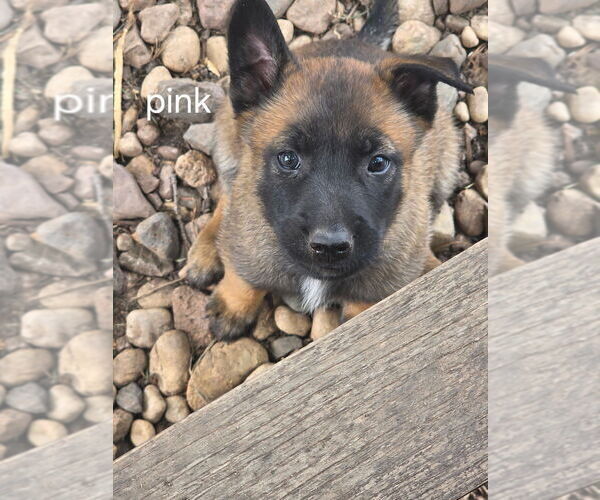 Medium Photo #12  Breeder Profile in OSHKOSH, WI, USA