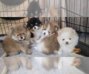 Pomeranian Dog Breeder in MENIFEE,  USA