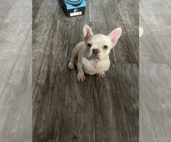 Medium Photo #1  Breeder Profile in FULLERTON, CA, USA