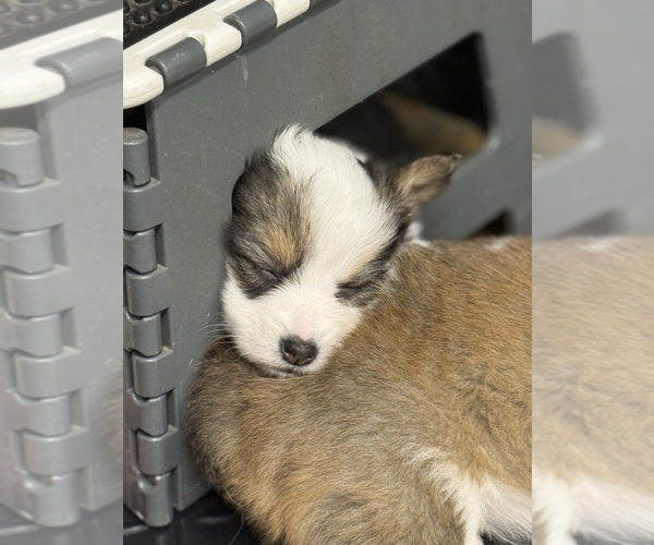 Medium Photo #11  Breeder Profile in GRAND RAPIDS, MI, USA