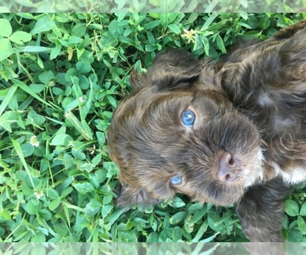 Medium Photo #1  Breeder Profile in CROSSVILLE, TN, USA