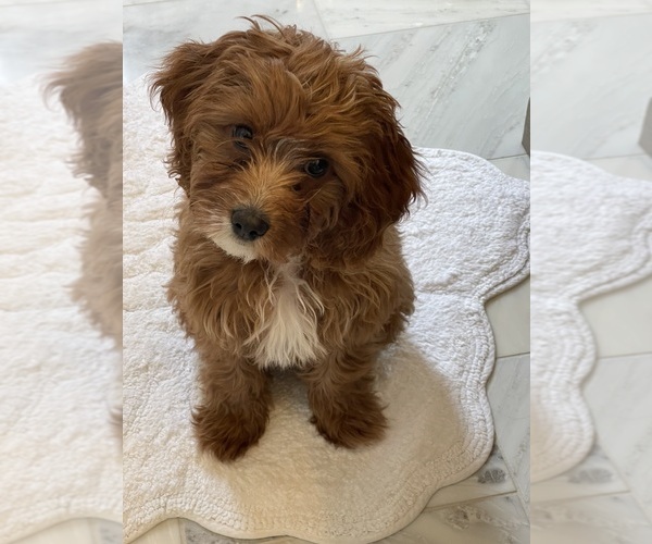Medium Photo #5  Breeder Profile in MURFREESBORO, AR, USA