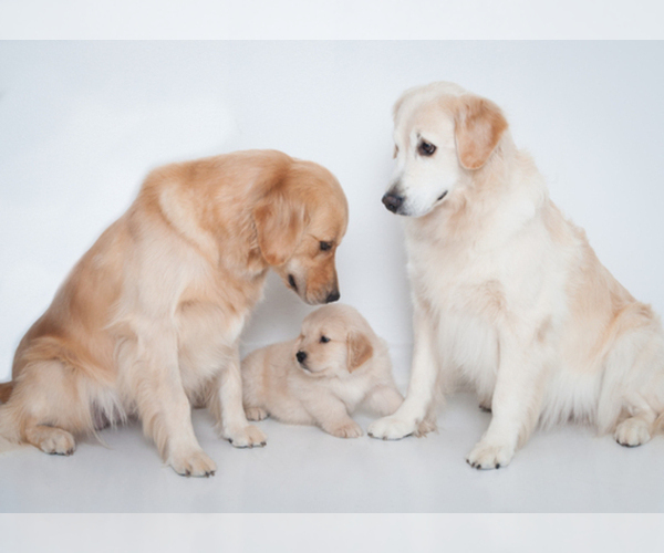 Medium Photo #1  Breeder Profile in CLARKSVILLE, TN, USA