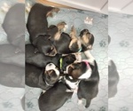 Small #29 Breeder Profile image