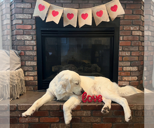 English Cream Golden Retriever Dog Breeder in YUMA,  USA