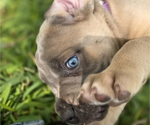 Medium Photo #11  Breeder Profile in BANGS, TX, USA