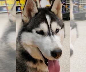 Siberian Husky Dog Breeder near STROUDSBURG, PA, USA