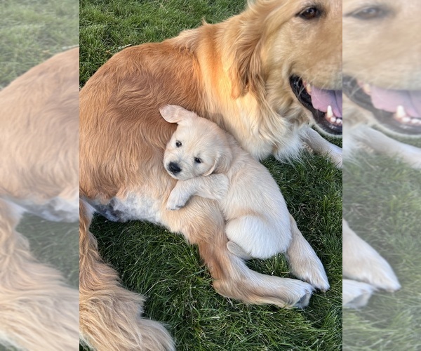 Medium Photo #4  Breeder Profile in ELLENSBURG, WA, USA