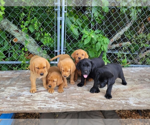 Medium Photo #1  Breeder Profile in ACUSHNET, MA, USA