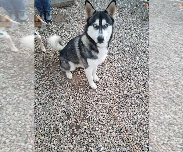 Medium Photo #1  Breeder Profile in MOUNTAIN HOME, ID, USA