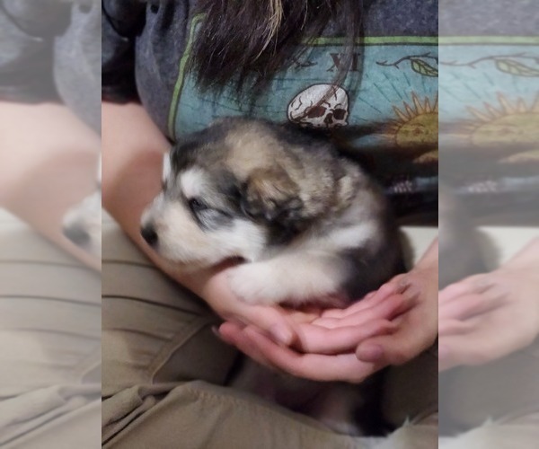 Medium Photo #1  Breeder Profile in CAMBRIDGE, ID, USA