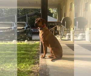 Rhodesian Ridgeback Dog Breeder near SPRINGFIELD, AR, USA