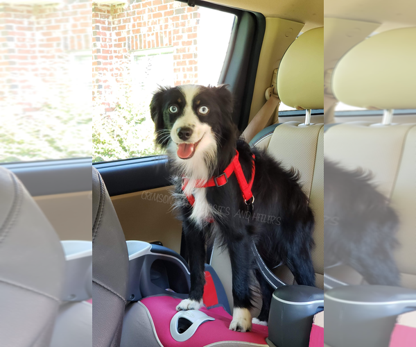 Medium Photo #6  Breeder Profile in DOTHAN, AL, USA