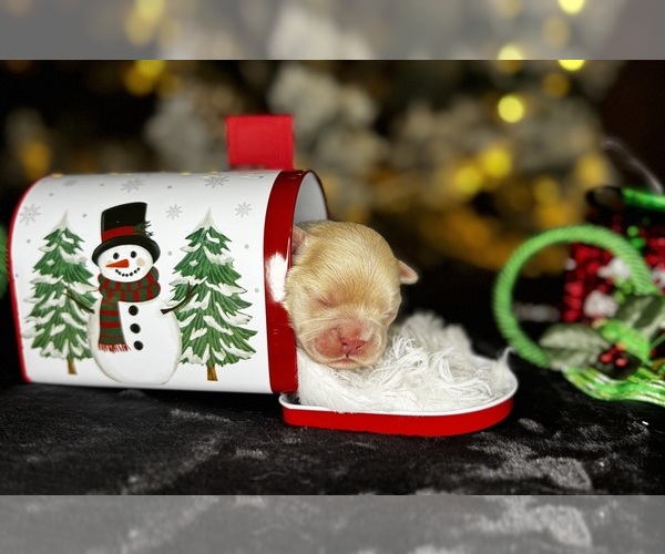 Medium Photo #2  Breeder Profile in SPRINGFIELD, MO, USA