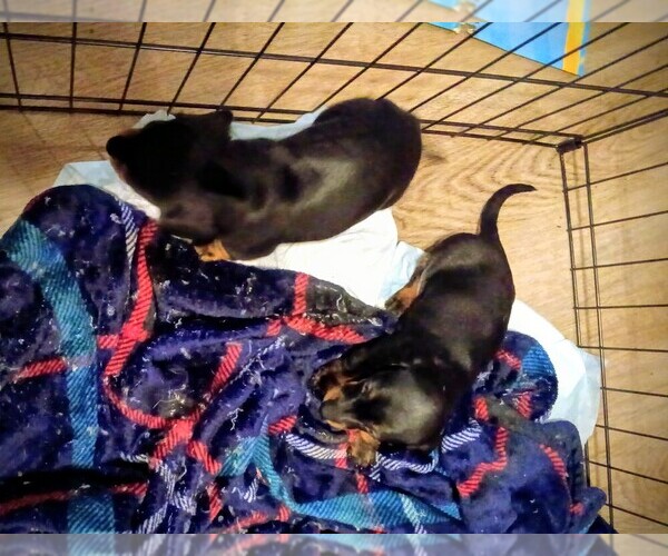 Medium Photo #9  Breeder Profile in HOUSTON, TX, USA