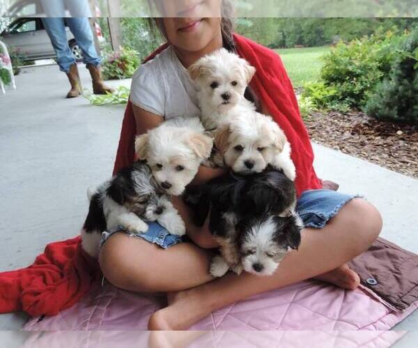 Medium Photo #1  Breeder Profile in MC CLURE, PA, USA