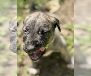 Irish Wolfhound Dog Breeder in HUSTONVILLE,  USA