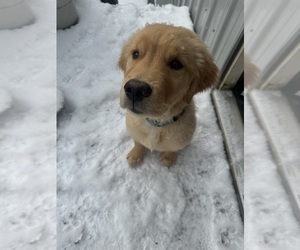 Golden Retriever Dog Breeder near ALCOVE, NY, USA