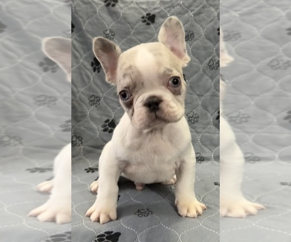 Medium Photo #8  Breeder Profile in FOUNTAIN CITY, IN, USA