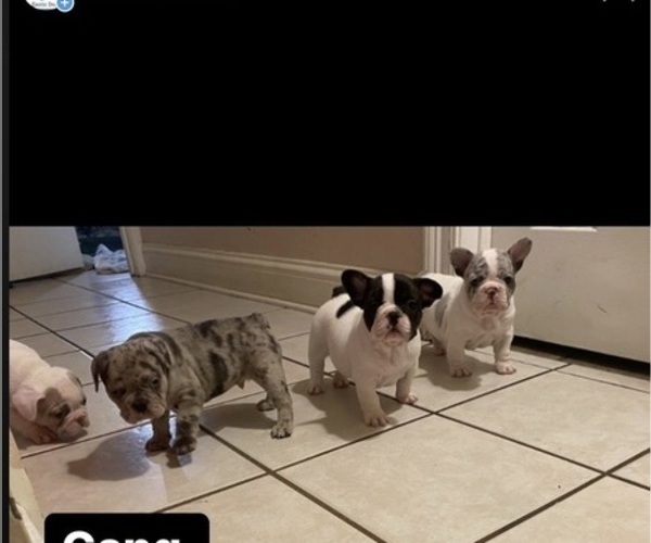 Medium Photo #1  Breeder Profile in SLIDELL, LA, USA