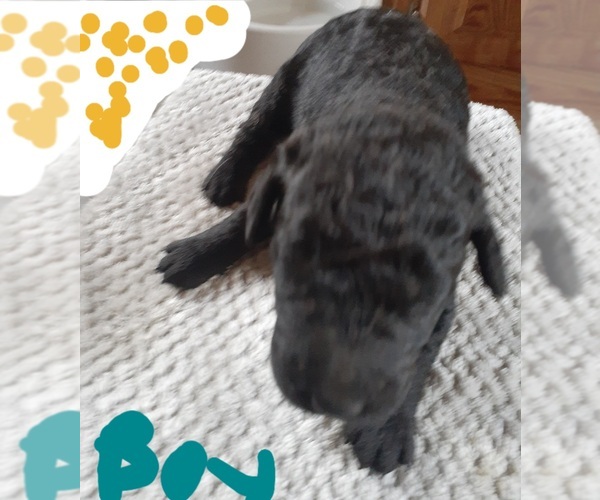 Medium Photo #1  Breeder Profile in LEXINGTON, OK, USA