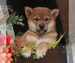 Shiba Inu Dog Breeder in LOYAL,  USA