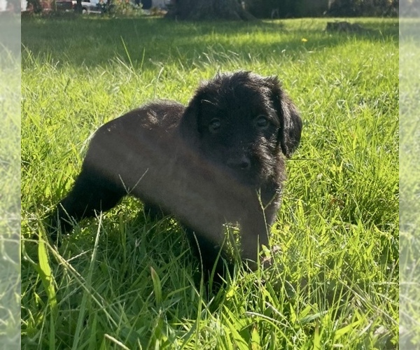 Medium Photo #3  Breeder Profile in WAVERLY, VA, USA