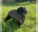 Small #2 Breeder Profile image